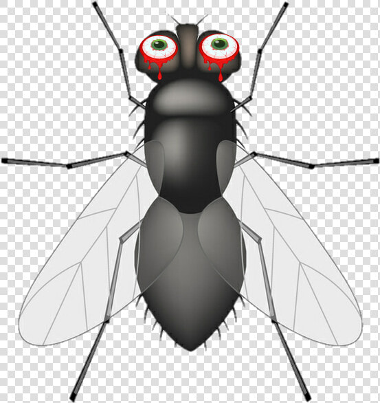  mosca   Insects And Bugs  HD Png DownloadTransparent PNG