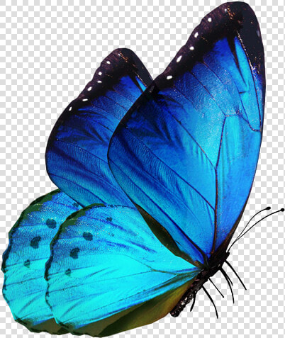 Editing Butterfly Png Download   Butterfly Png For Editing  Transparent PngTransparent PNG