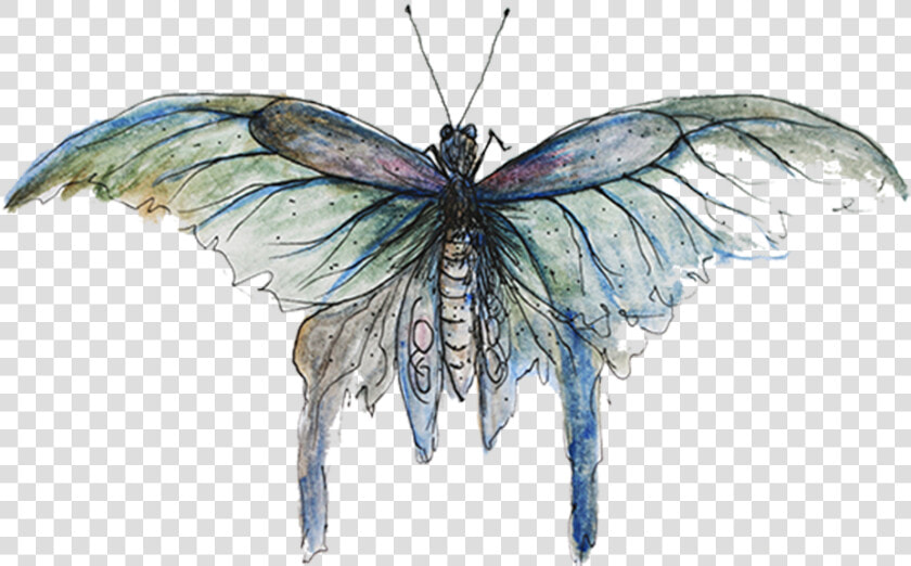 Copyright Sarah Jane Palmer   Mimicry Butterfly  HD Png DownloadTransparent PNG