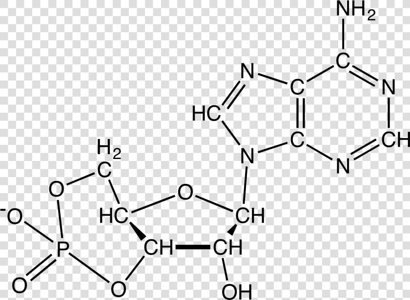 Adenosine Triphosphate  HD Png DownloadTransparent PNG