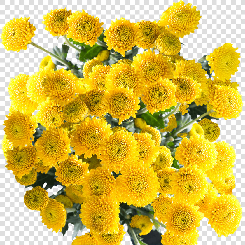 Best Assorted Yellow Chrysanthemum Button Flowers   Yellow Button Poms Flowers  HD Png DownloadTransparent PNG