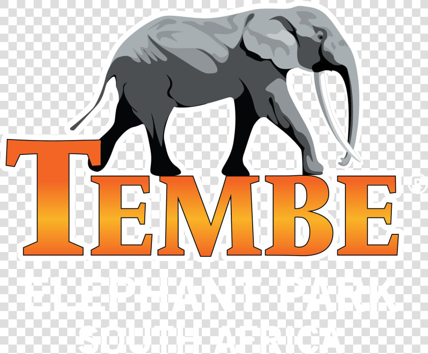 Tembe Elephant Park Lodge   Indian Elephant  HD Png DownloadTransparent PNG