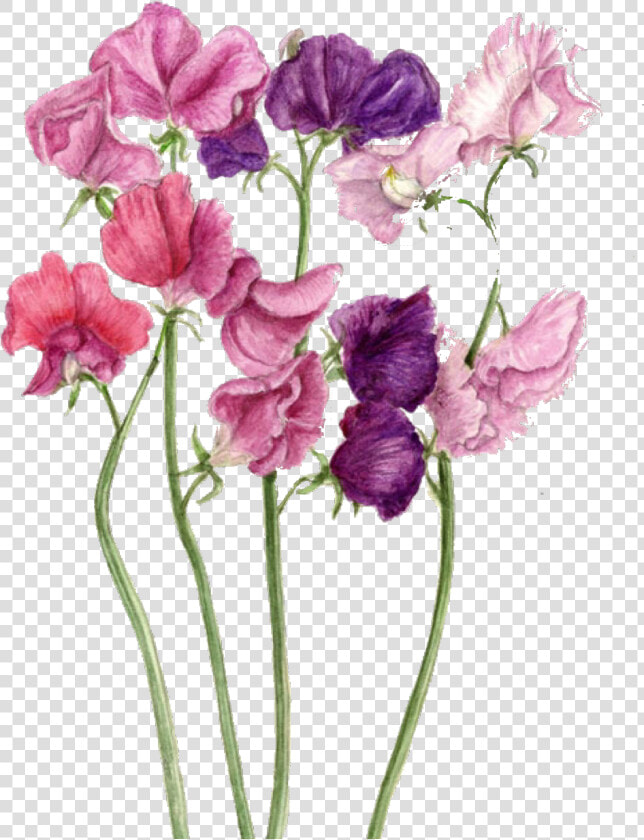 Drawing Sweet Pea   Sweet Pea Drawing  HD Png DownloadTransparent PNG