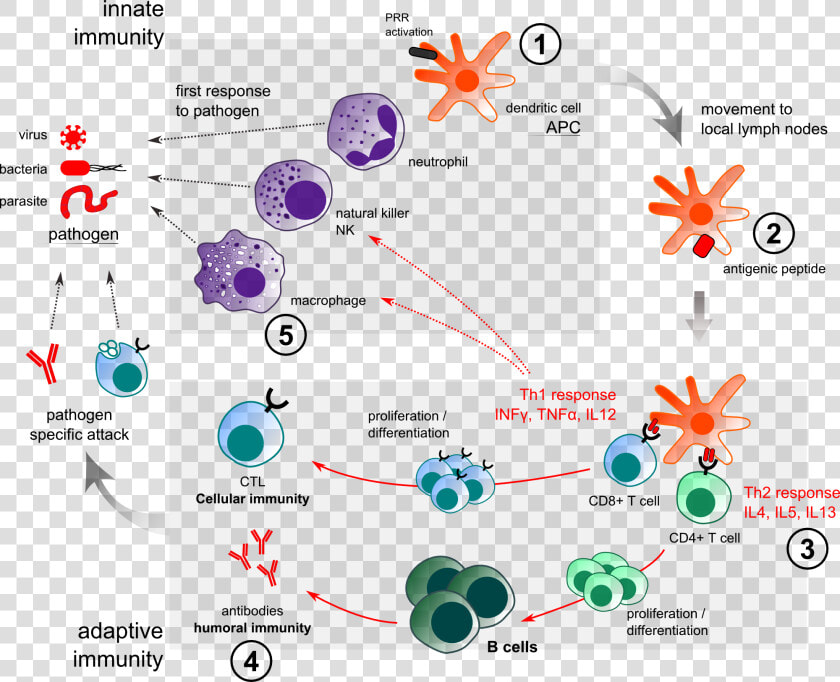 Innate Immunity Adjuvant Action   Immune System Review  HD Png DownloadTransparent PNG