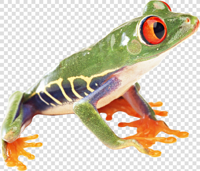 Colorful Frog Png Image   Tropical Rainforest Frog Png  Transparent PngTransparent PNG