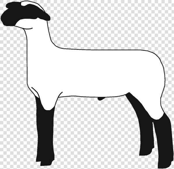 Show Lamb Clip Art  HD Png DownloadTransparent PNG