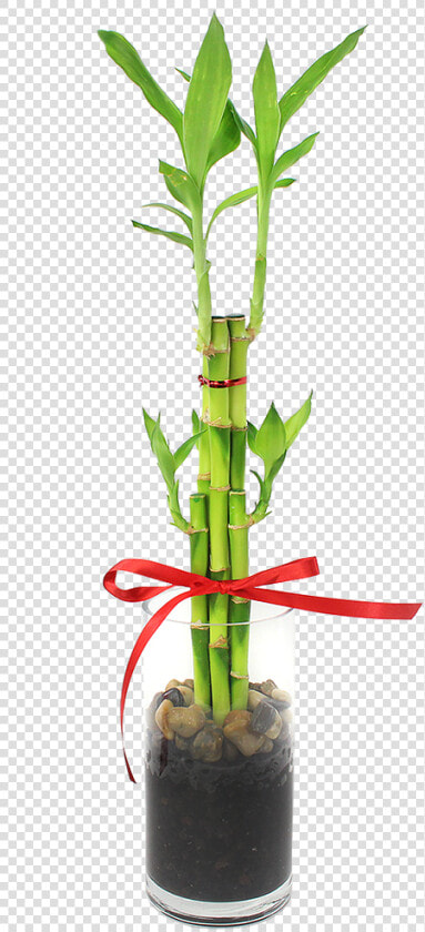 Houseplant  HD Png DownloadTransparent PNG