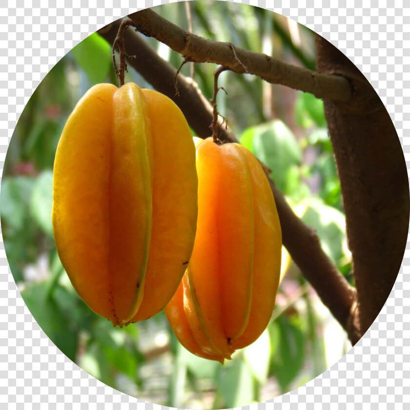 Transparent Star Fruit Png   Star Fruit On The Tree  Png DownloadTransparent PNG