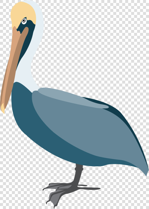 Pelican Vector Clip Art   Pelican Png Vector  Transparent PngTransparent PNG