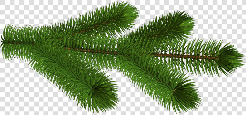 Pine Branches Png   Pine Tree Branch Transparent Background  Png DownloadTransparent PNG