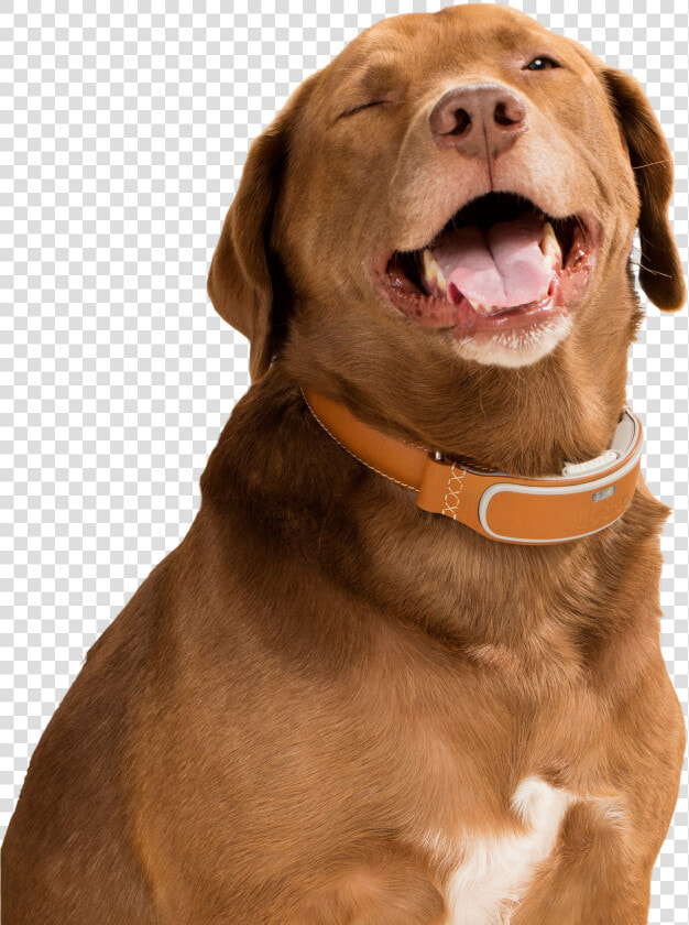 Happy April Fools Day Dog With Smart Collar   Dog With Smart Collar  HD Png DownloadTransparent PNG