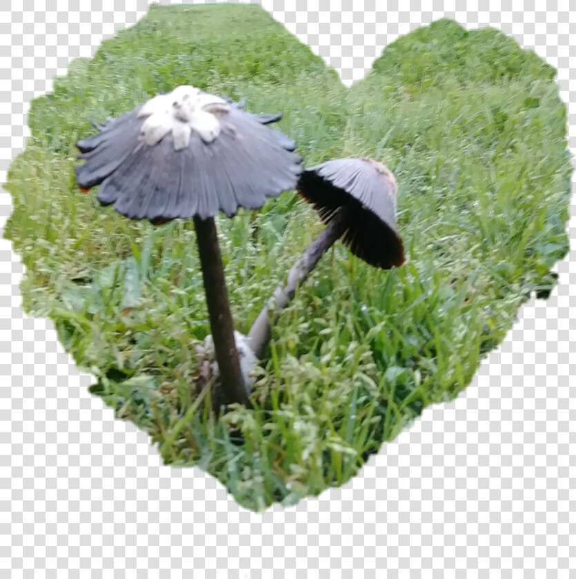  shrooms  shroominlove  weekendvibes  loveshrooms  mushrooms   Grass  HD Png DownloadTransparent PNG