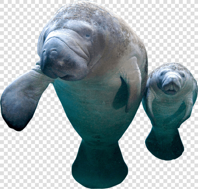 Collection Of Manatee Png   Manatee Png  Transparent PngTransparent PNG