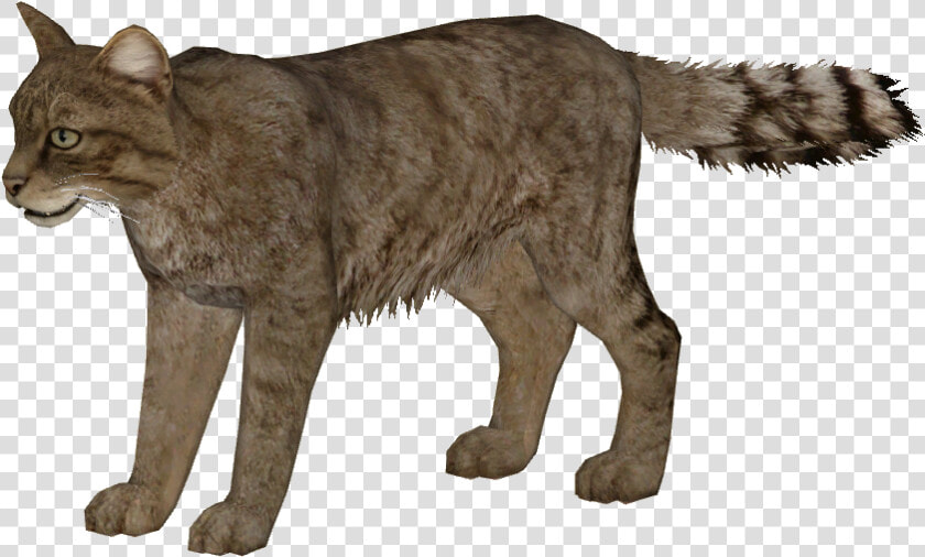 European Wildcat Additional Variants   Zoo Tycoon 2 Olive Baboon  HD Png DownloadTransparent PNG