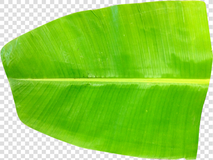 Banana Leaf Png   Banana Leaf Images Hd Png  Transparent PngTransparent PNG