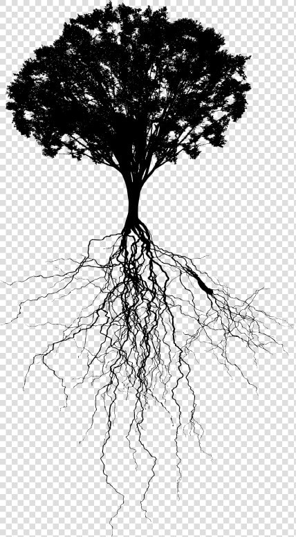 Portable Network Graphics Clip Art Vector Graphics   Tree With Roots Png  Transparent PngTransparent PNG