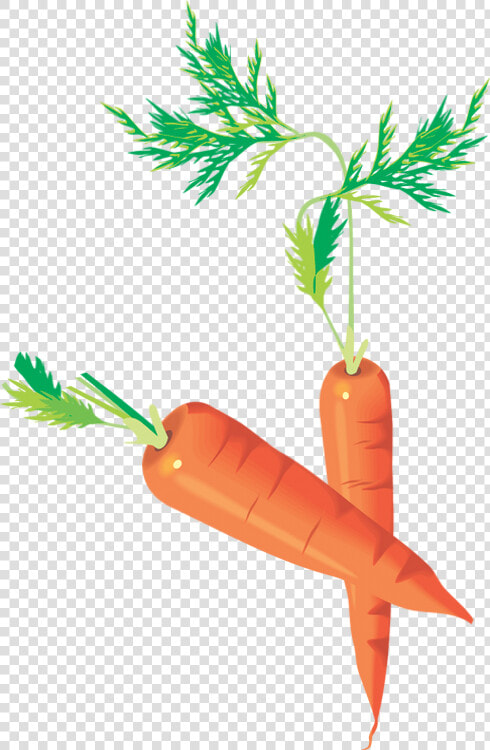 Carottes Png   Carrots Drawing   Zanahorias   Möhren   Baby Carrot  Transparent PngTransparent PNG