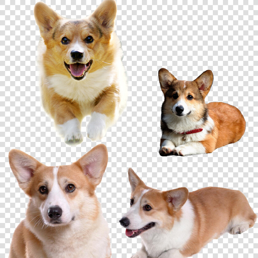 Pembroke Welsh Corgi Pet   Koji Dog  HD Png DownloadTransparent PNG