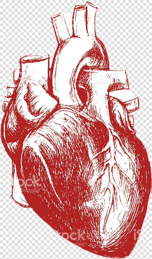  humanheart  red  aesthetic  tumblr   Anatomical Heart Heart Human For Drawing  HD Png DownloadTransparent PNG