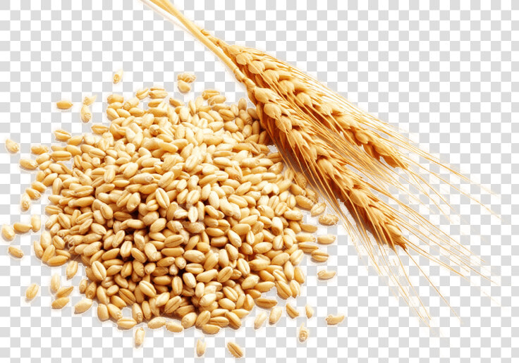 Cereal Grain Harvest   Cereal Rice Png  Transparent PngTransparent PNG