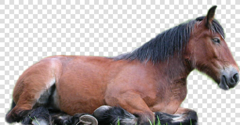 Horse Png   Horse Lying Down Transparent Background  Png DownloadTransparent PNG