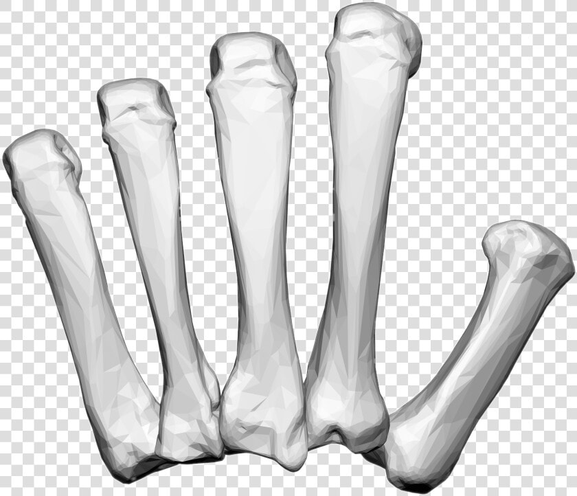 Left Hand Carpal Bones   Hand Bones Png  Transparent PngTransparent PNG