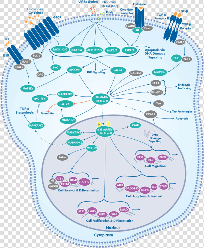 P38 Mapk Erk Pathway  HD Png DownloadTransparent PNG