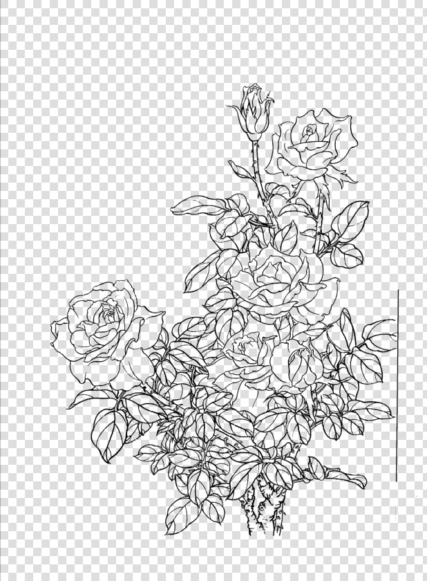 Flower Line Png   Flower Line Drawing Png  Transparent PngTransparent PNG