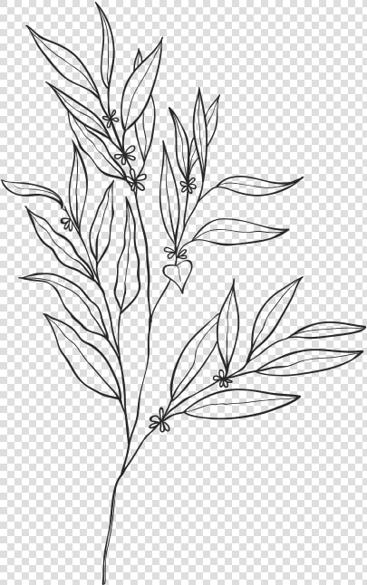 Eucalyptus Essential Oils And Products   Sketch  HD Png DownloadTransparent PNG