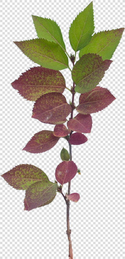 Vegetation Tree Branch 14   Slippery Elm  HD Png DownloadTransparent PNG