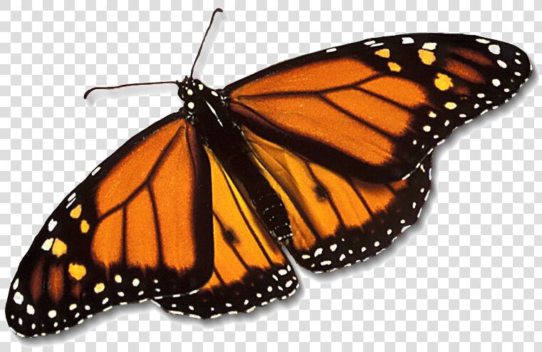 Monarch Butterfly Png Free Download   Monarch Butterfly Transparent Background  Png DownloadTransparent PNG