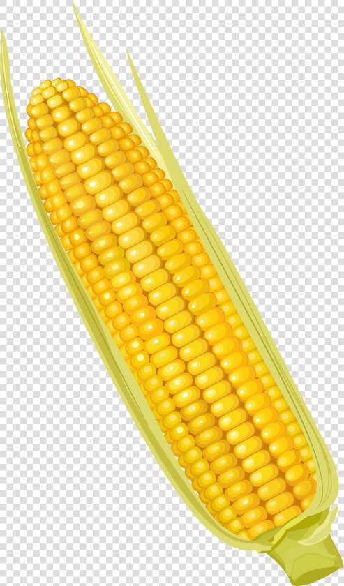 Corn On The Cob Maize Corncob Vegetable   Yellow Corn Clipart  HD Png DownloadTransparent PNG