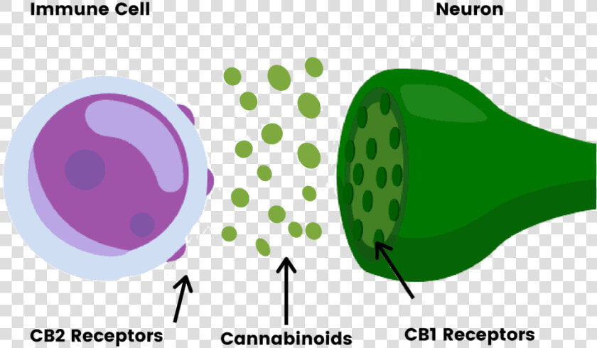 Endocannabinoid System  HD Png DownloadTransparent PNG