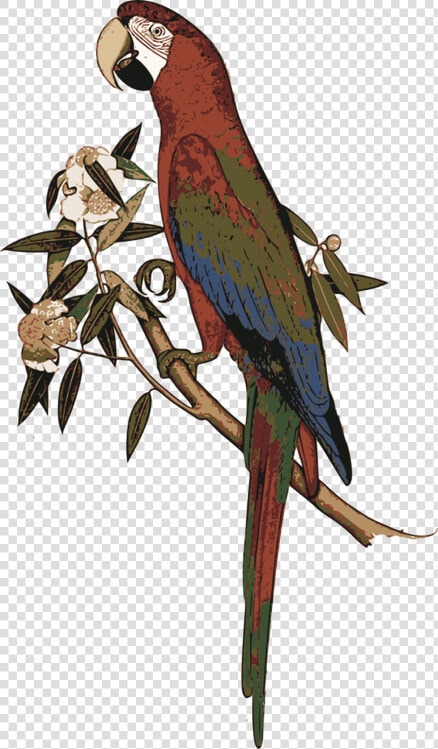 Macaw parrot bird   Exotic Birds  HD Png DownloadTransparent PNG