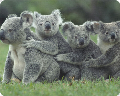 Koala Bear Rectangle Mousepad   Koala High On Eucalyptus  HD Png DownloadTransparent PNG