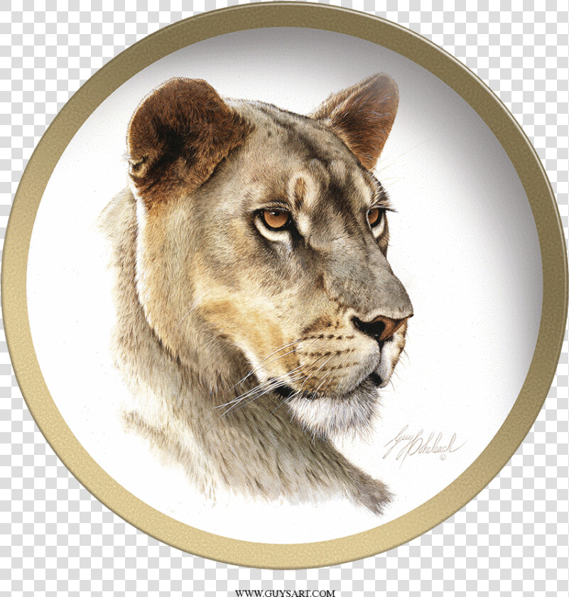 Transparent Lioness Png   Lioness Head  Png DownloadTransparent PNG