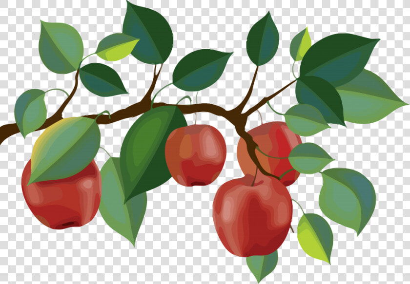 Red Apple Branch Clipart Png   Apple Tree Branch Clipart  Transparent PngTransparent PNG