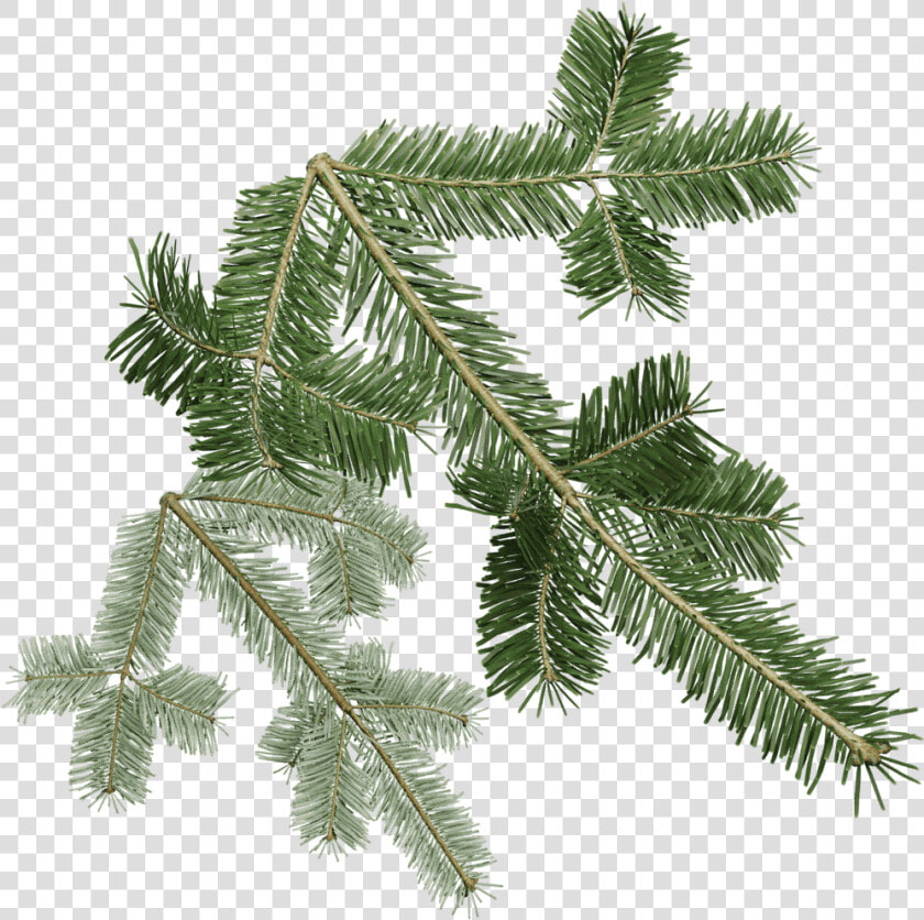 Transparent Douglas Fir Clipart   Silver Fir  HD Png DownloadTransparent PNG