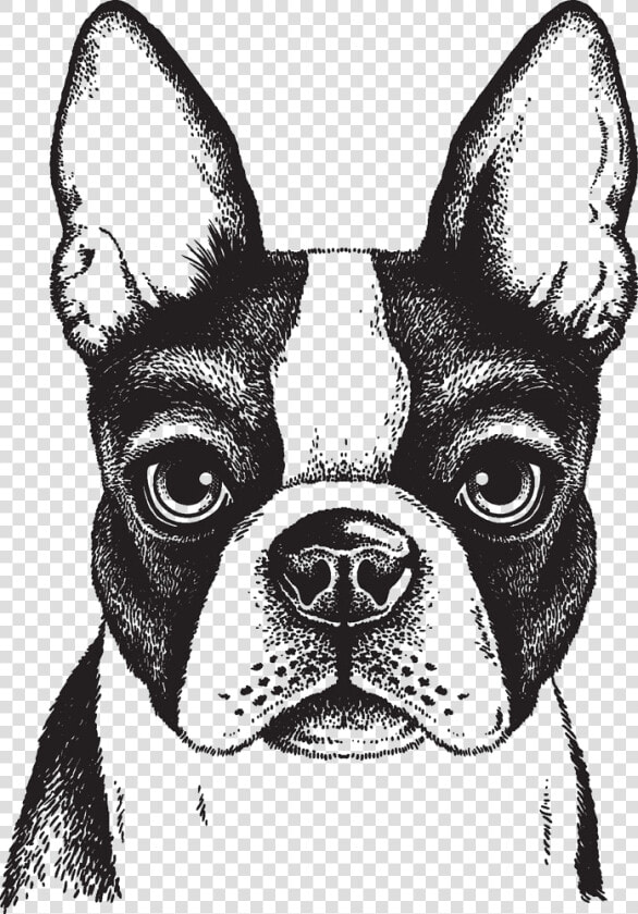 Dog mammal boston Group french Bulldog companion Dog whiskers ancient   Boston Terrier Drawing Face  HD Png DownloadTransparent PNG