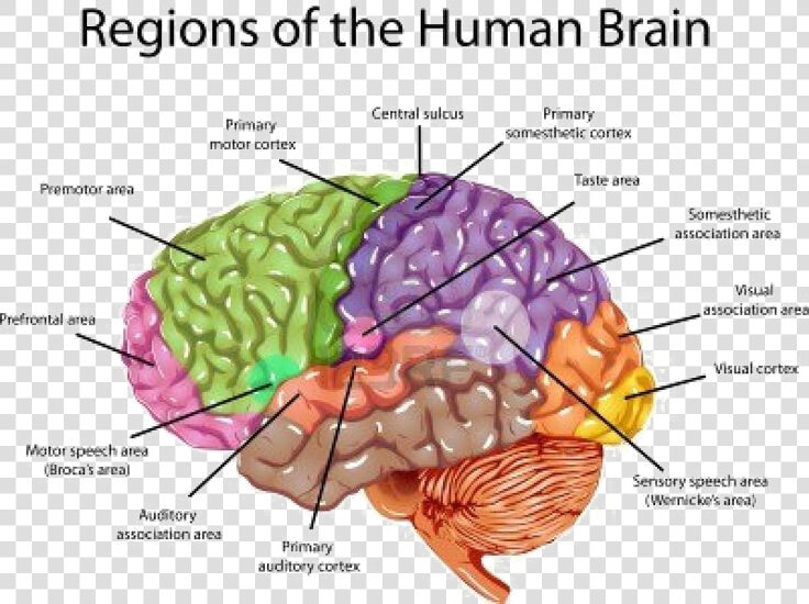 Brain Png Transparent Image   Brain Labeled  Png DownloadTransparent PNG