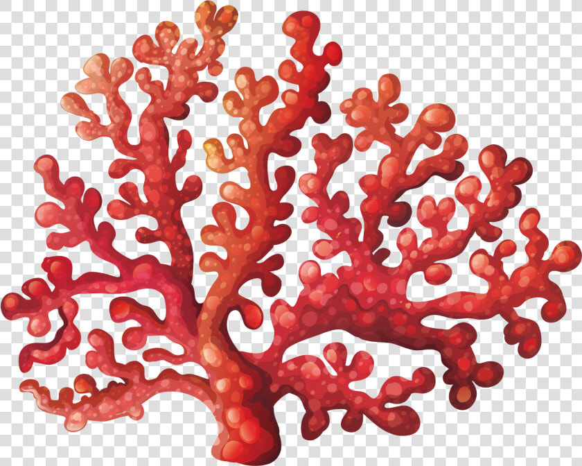 Transparent Algae Clipart   Transparent Background Coral Clipart  HD Png DownloadTransparent PNG