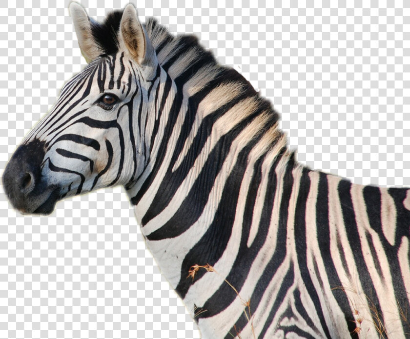 Transparent Zebra Head Png   Do Zebras Sound Like  Png DownloadTransparent PNG