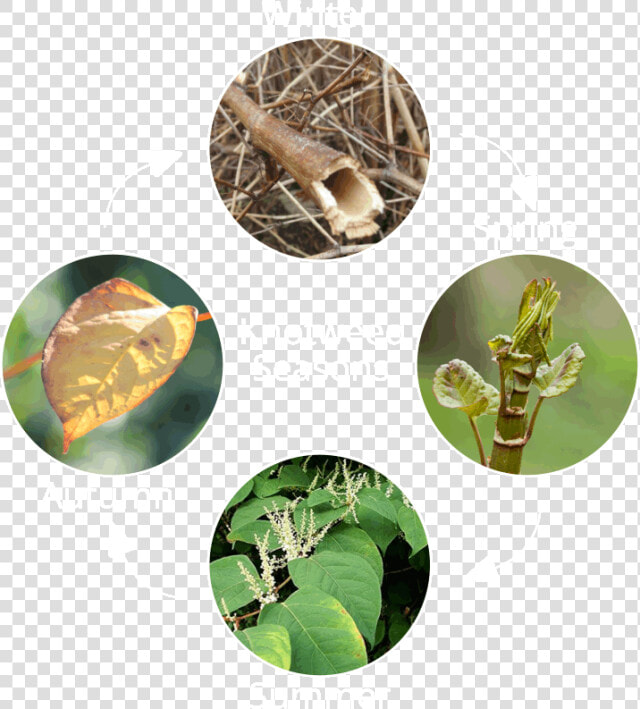 Knotweed Seasons   Identification Dwarf Japanese Knotweed  HD Png DownloadTransparent PNG