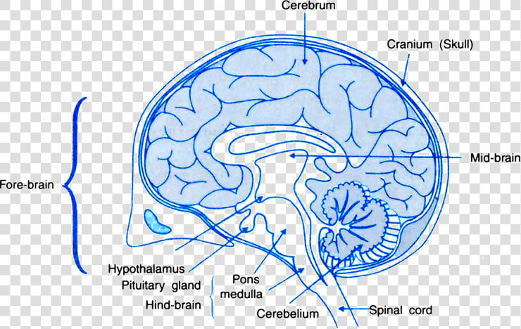   Human Brain With Name   Png Download   Human Brain Class 10  Transparent PngTransparent PNG