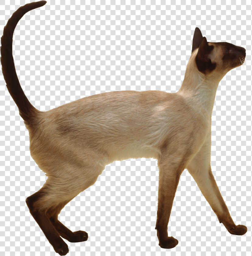 Cat Png   Siamese Cat Short Hair  Transparent PngTransparent PNG