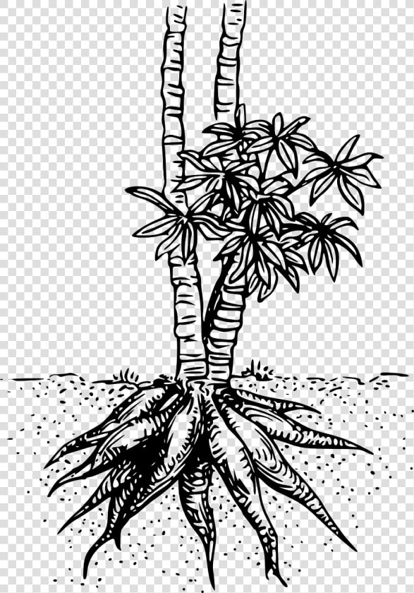 Planta De Yuca Para Colorear  HD Png DownloadTransparent PNG