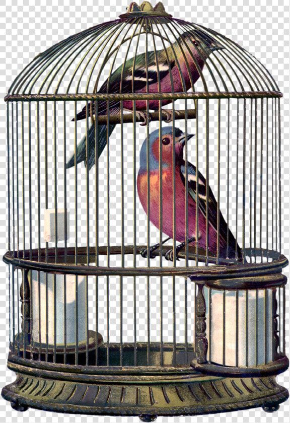 Encantarte Imagens Vintage   Bird In A Cage Png  Transparent PngTransparent PNG