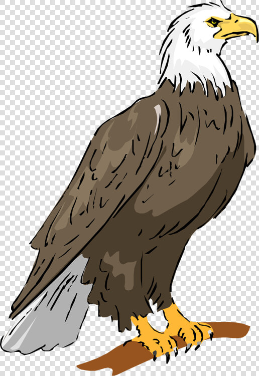 Bald Eagle Eagle Png Image Clipart   Philippine Eagle Drawing With Color  Transparent PngTransparent PNG