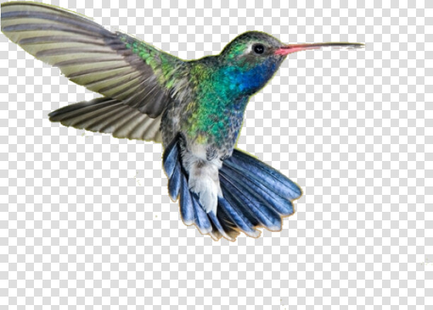 Drawn Hummingbird Png Transparent   Humming Bird Png Hd  Png DownloadTransparent PNG