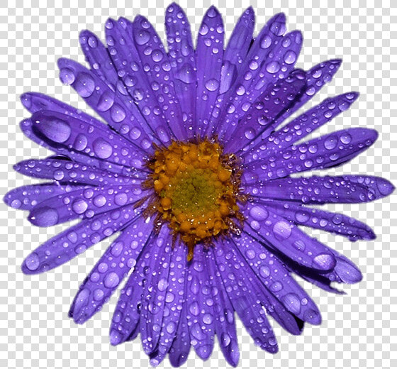 Aster Morado Con Gotas De Agua En Las Hojas   Flower Png Water Drops  Transparent PngTransparent PNG